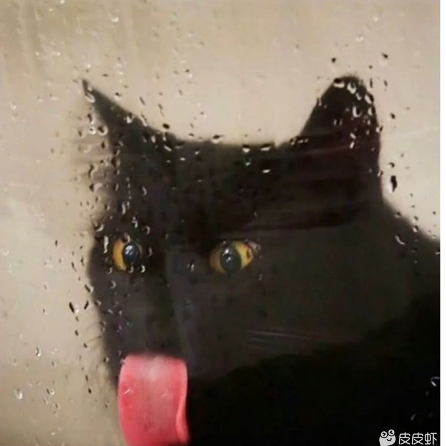 一只特立独行的猫