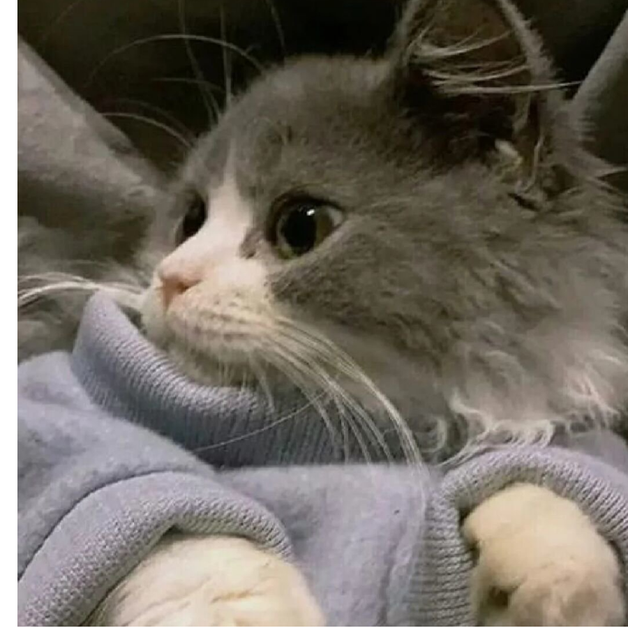 修🐱