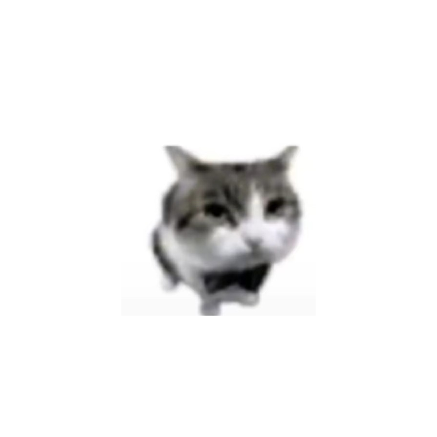 DYNASTYxr