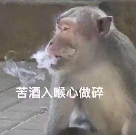 软绵绵小羊