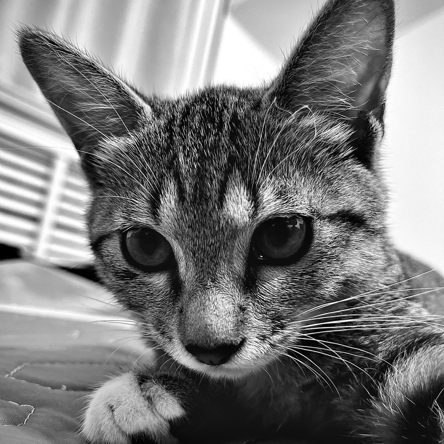 Nosnoo