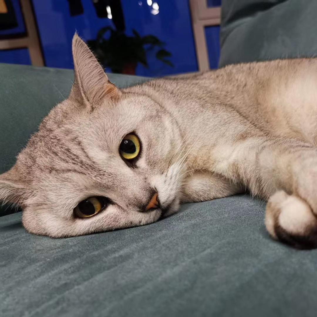 白昼o