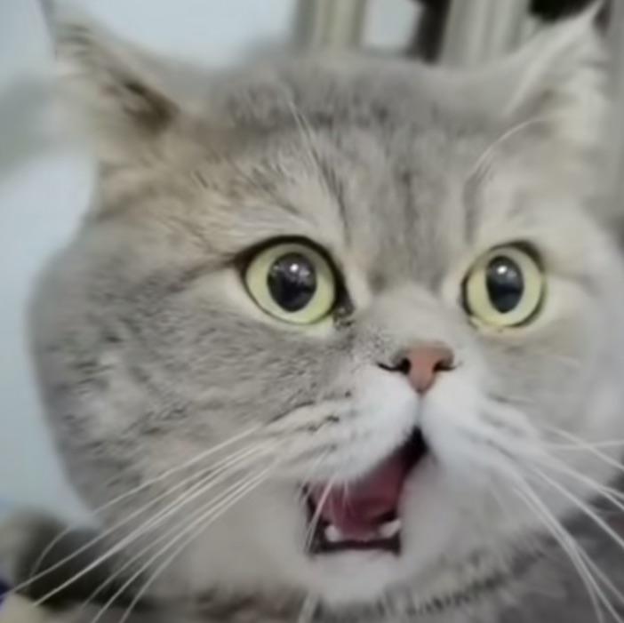 百秒吃的拽面awa