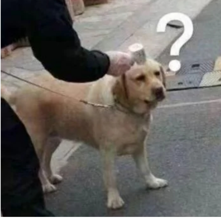 阿猪