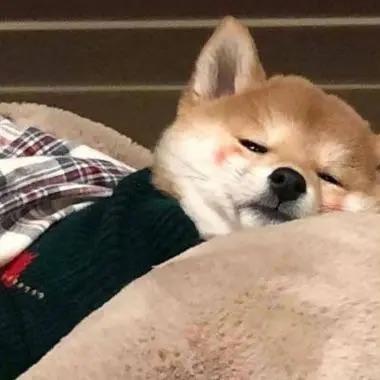 谷皮皮