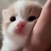 蚕