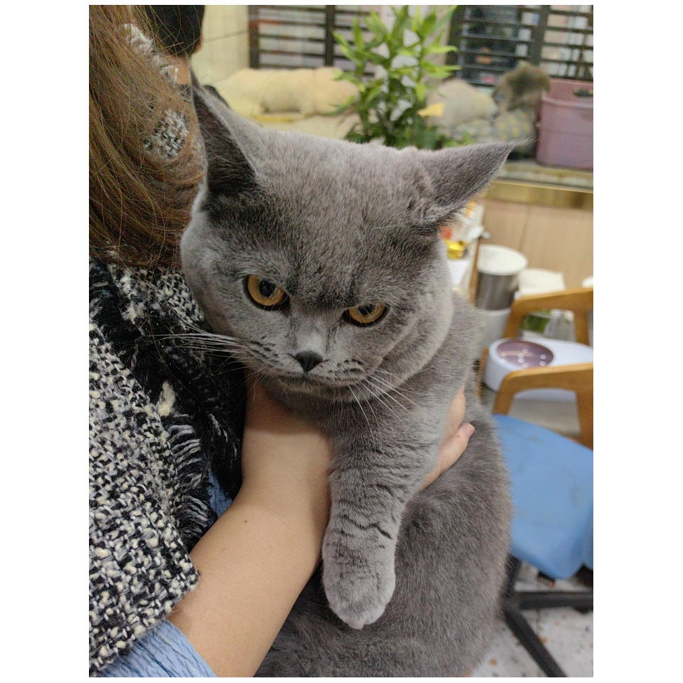 来福是只喵