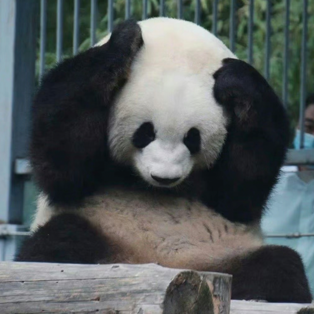 小panda