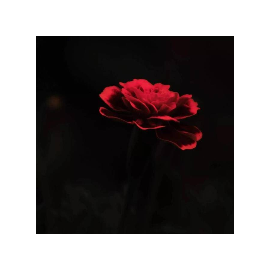 一朵玫瑰🌹
