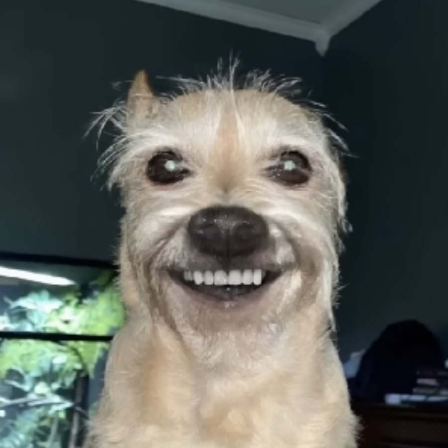 纪狗