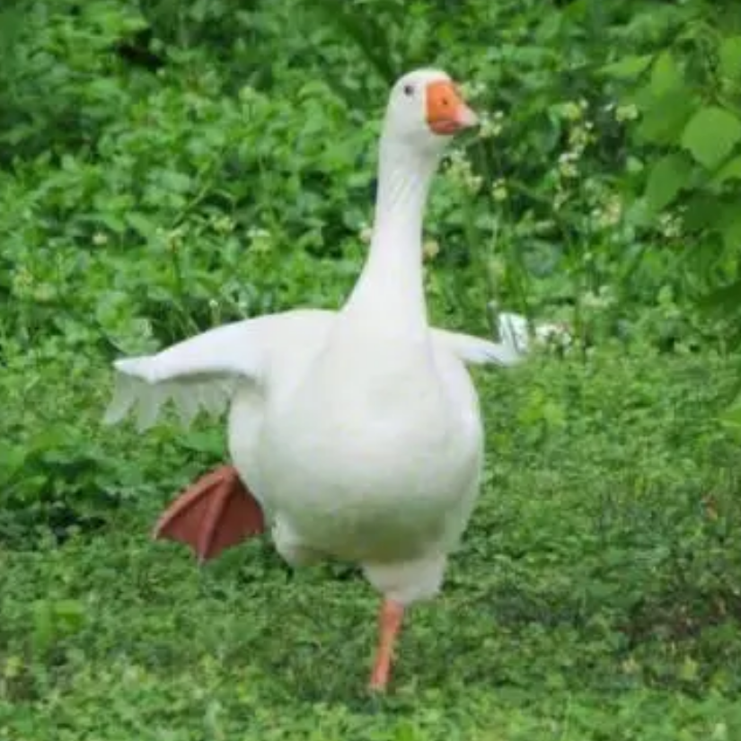 一只开心的大鹅