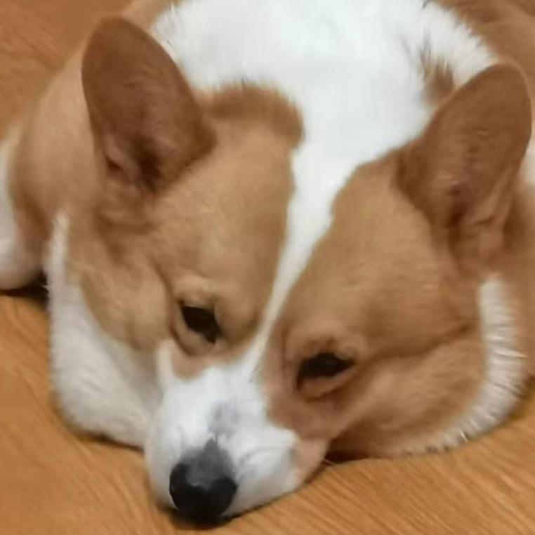 羅大大