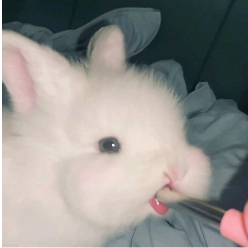 兔.
