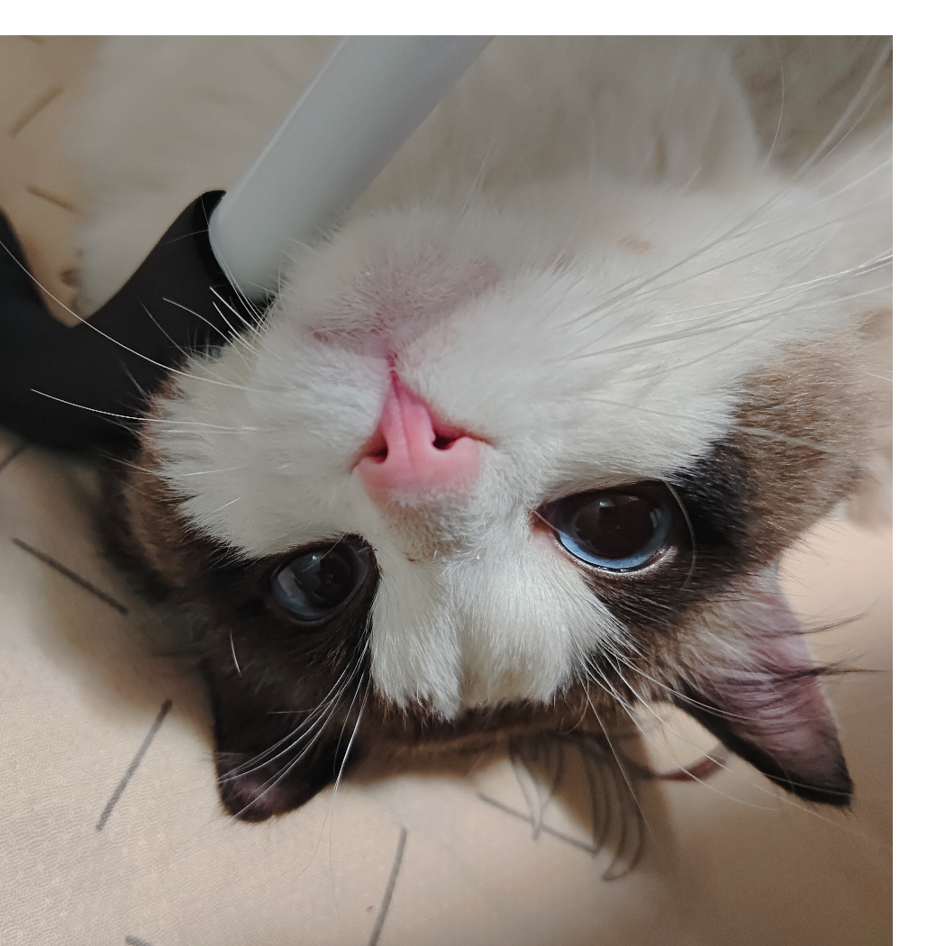小小