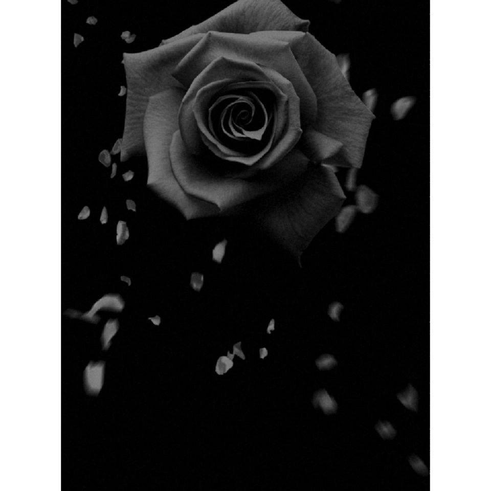 凋零●玫瑰