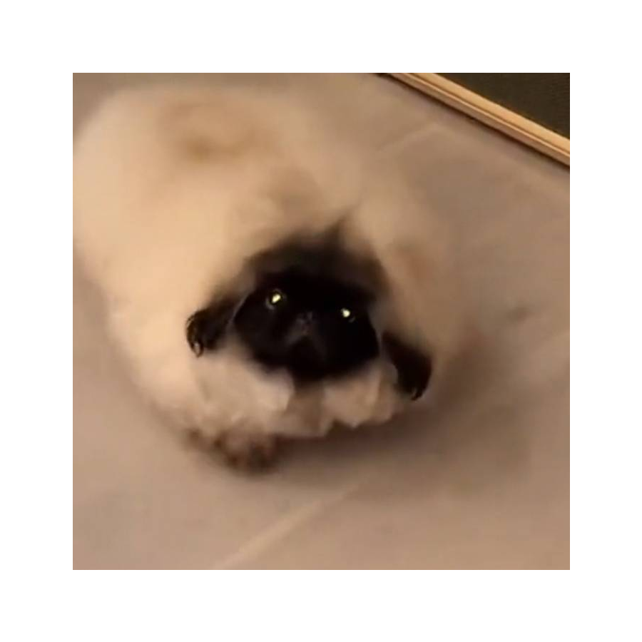 鱼尾