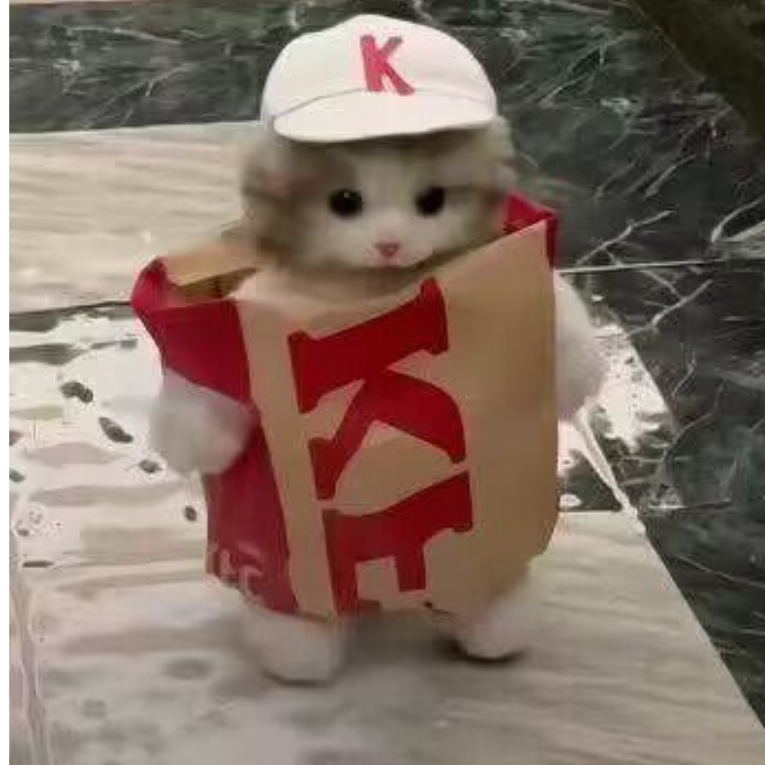 猫猫