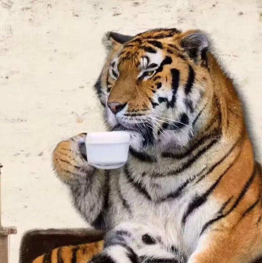 一只愤鹿