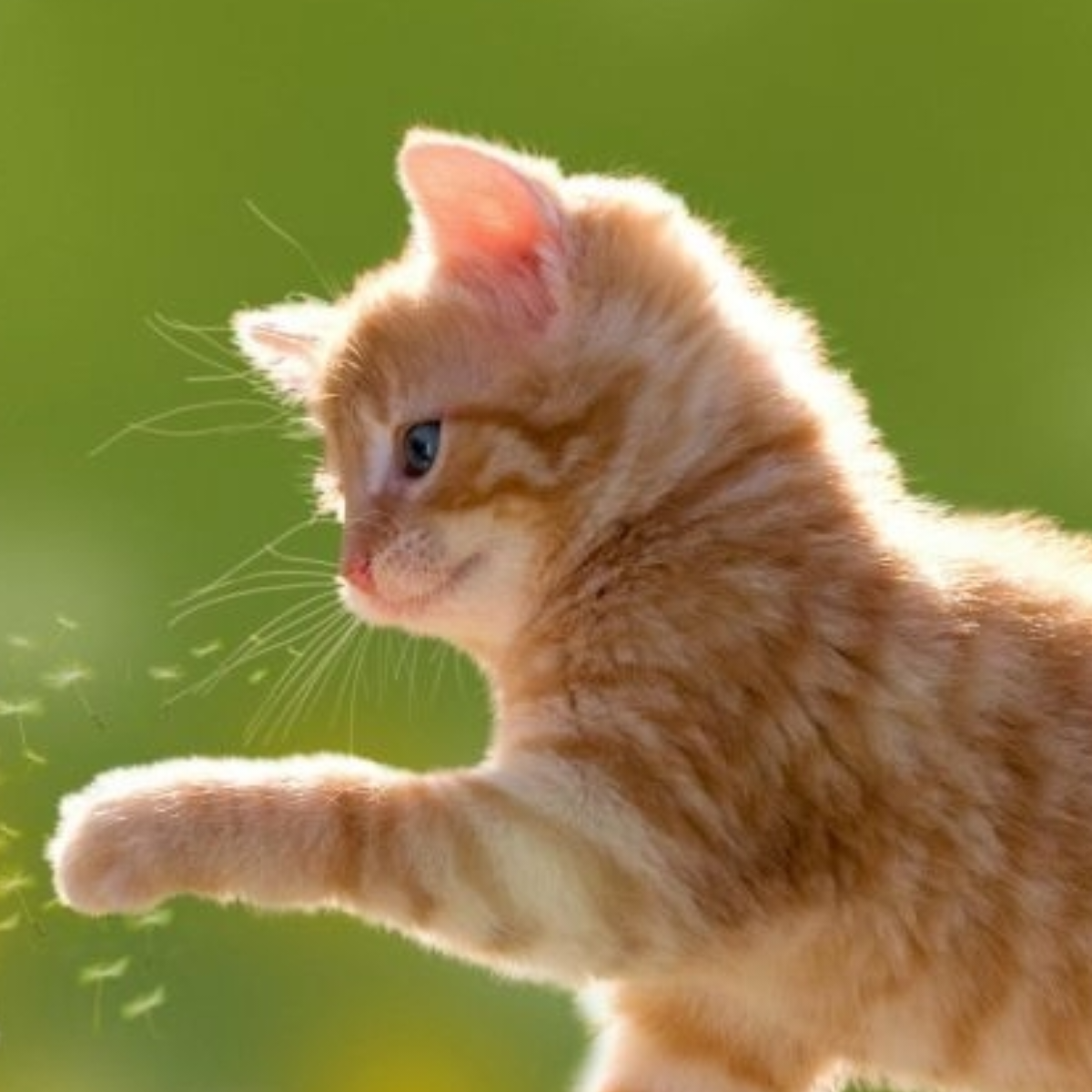 Starry Cat
