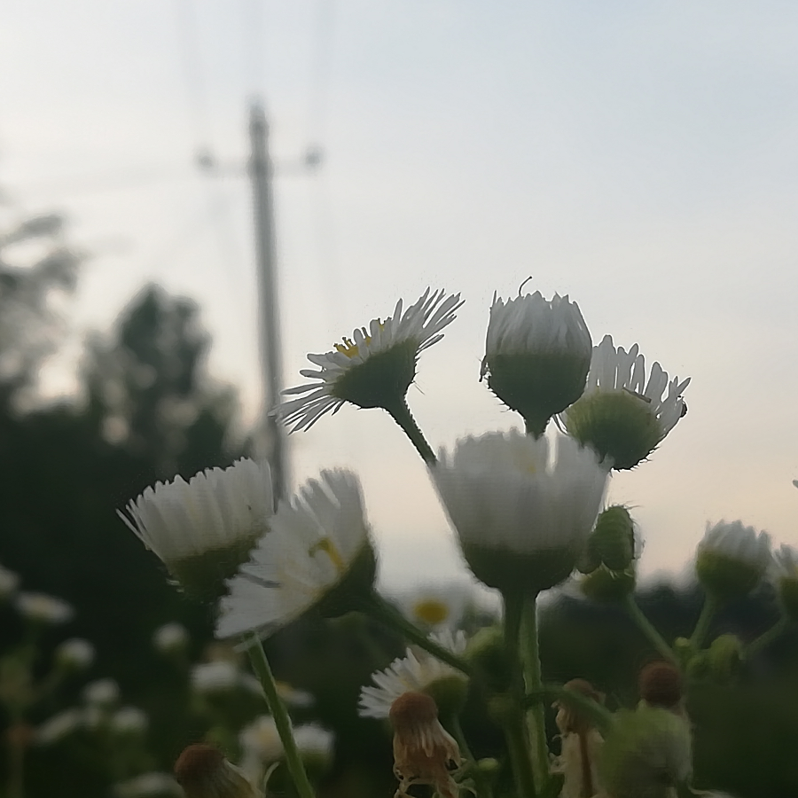 阿青青啊