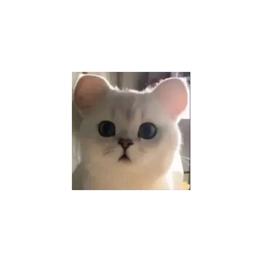 狗子你别跑