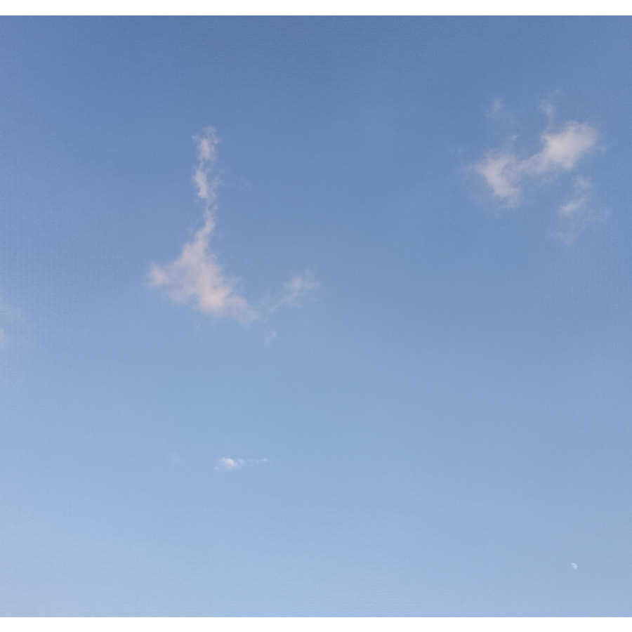 大姆鸽