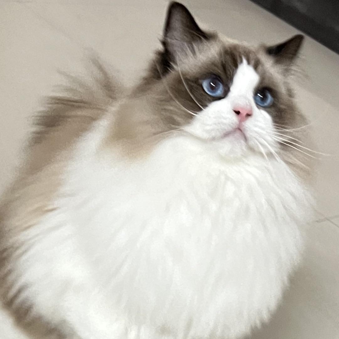 薛定谔的猫