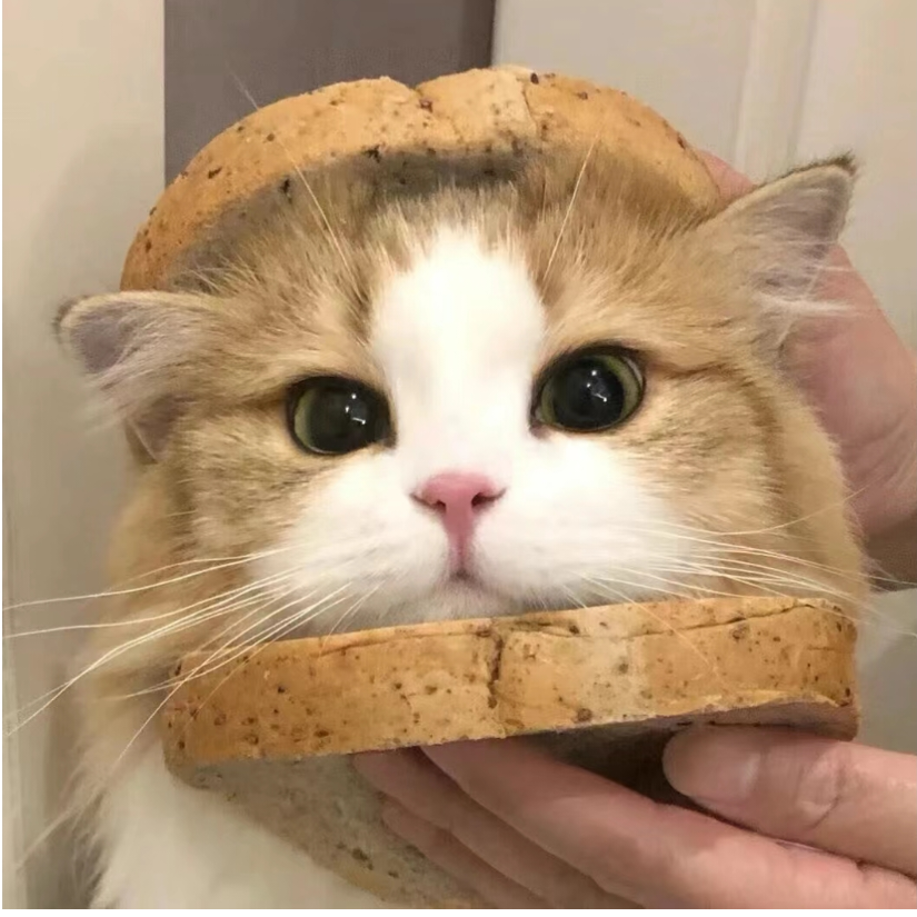 一条咸鱼