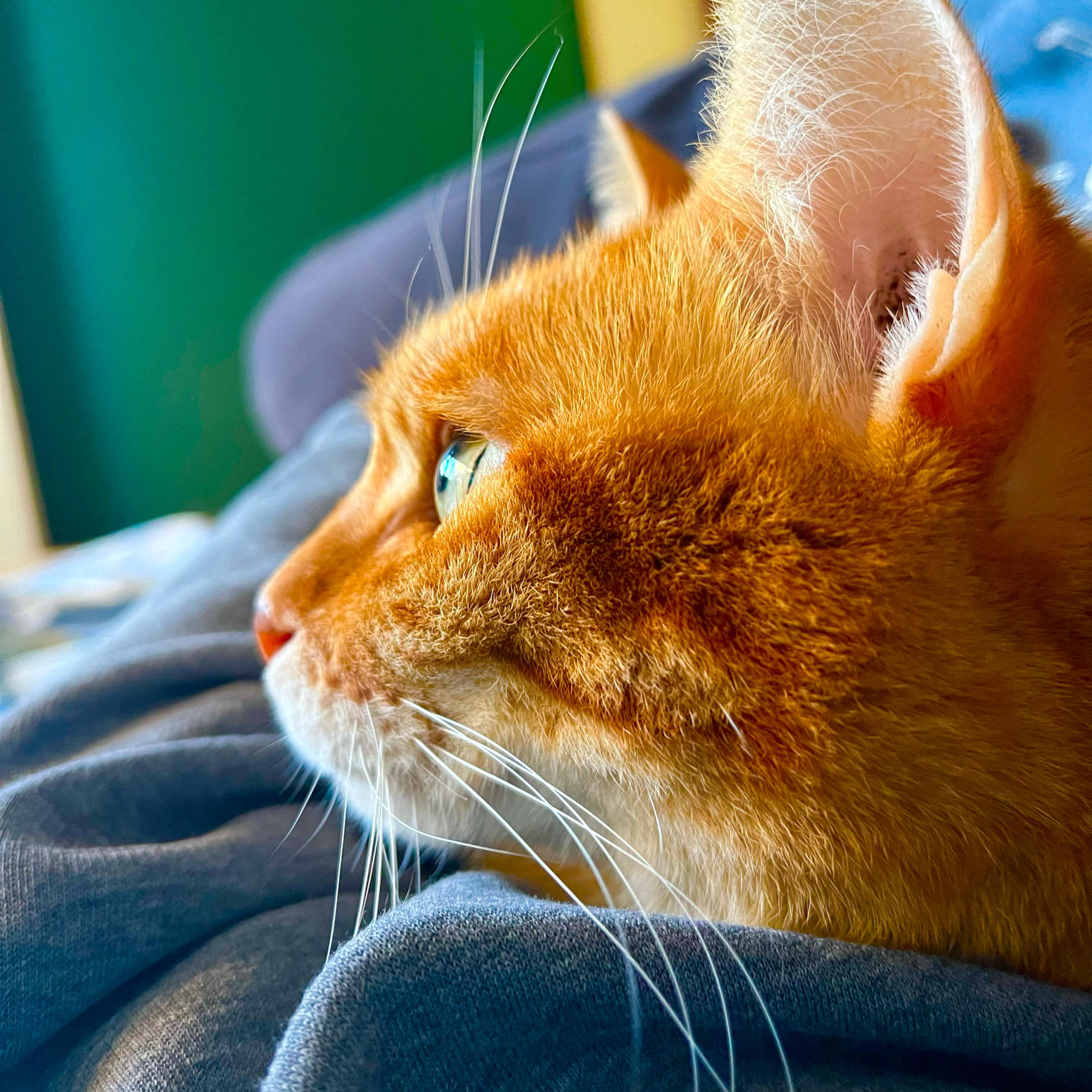 猫猫头