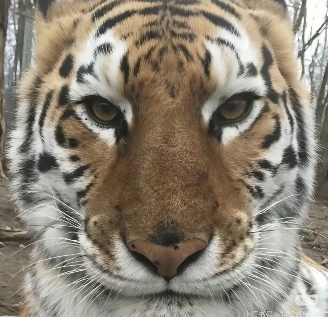 老虎