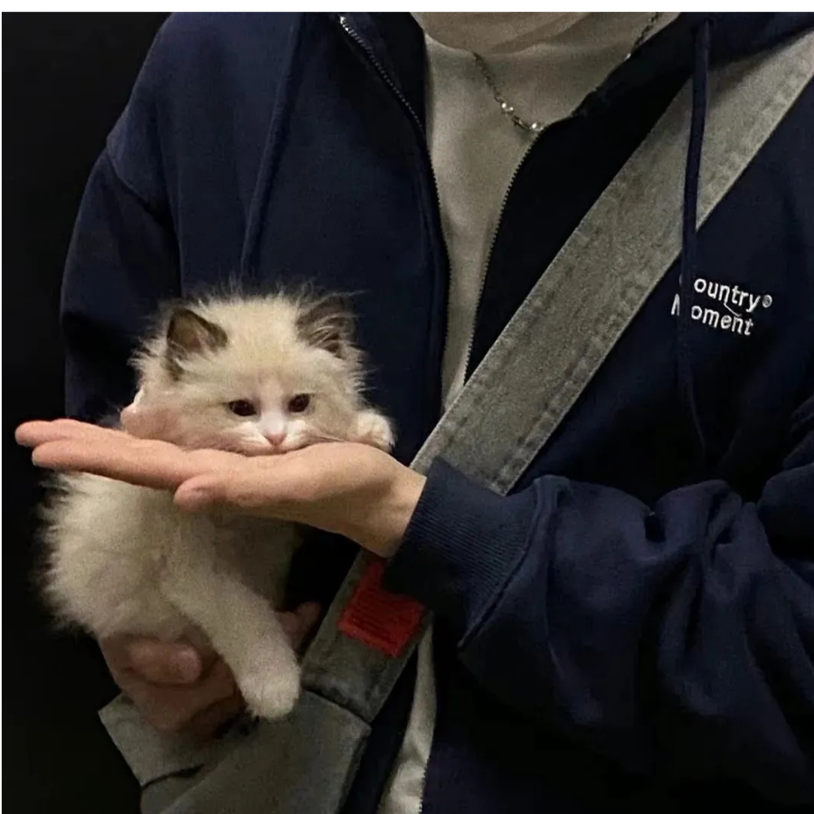 摸鱼的猫先生
