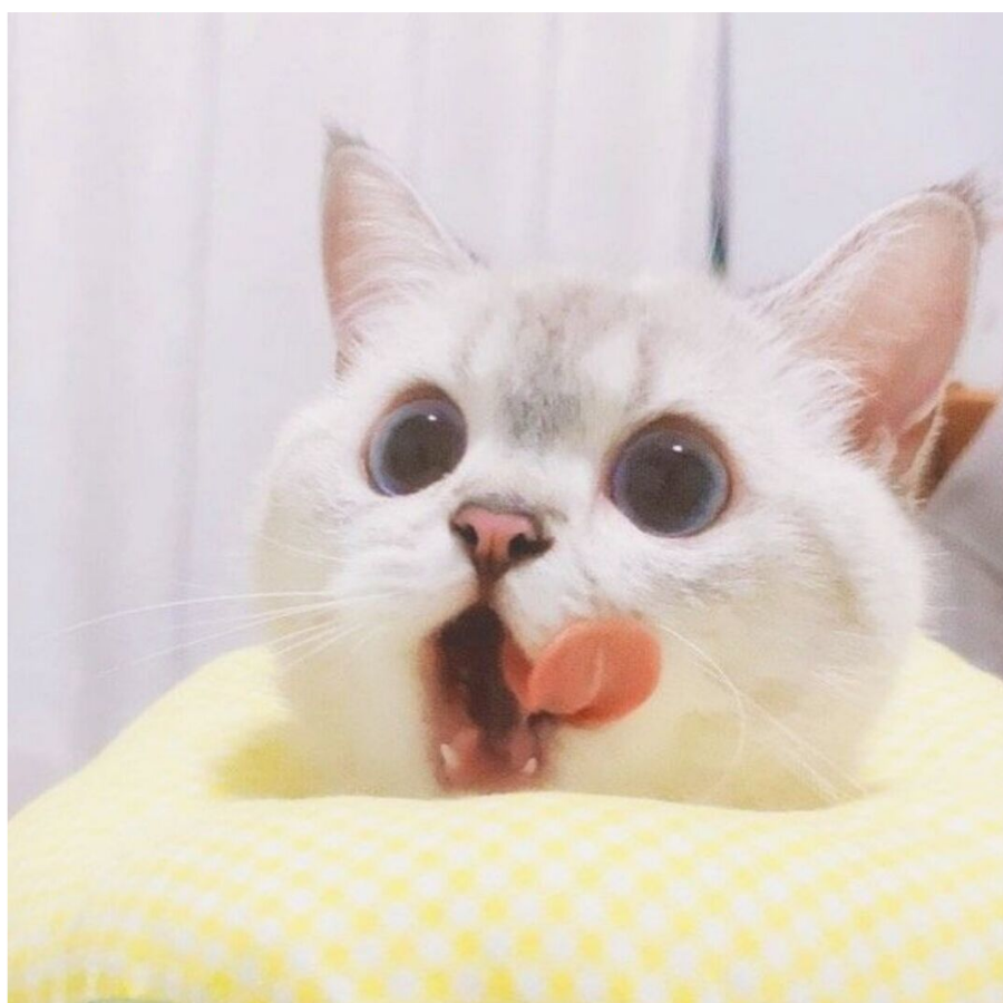 友猫偷猪（sky互心互火）