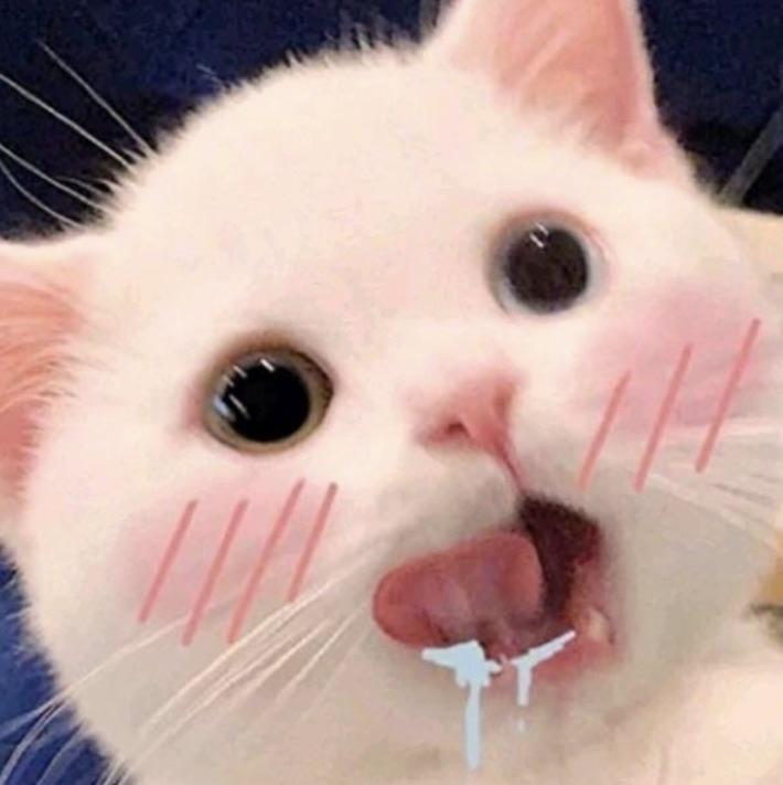 一只喵
