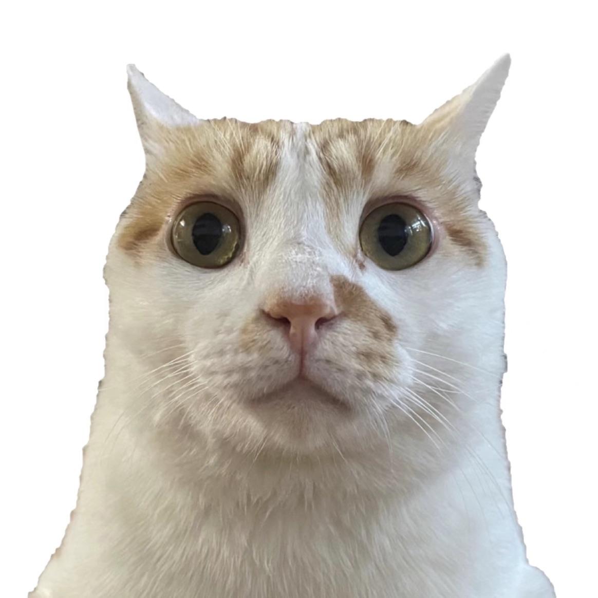 桃白白