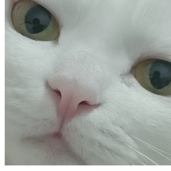 鸭鸭进京赶烤