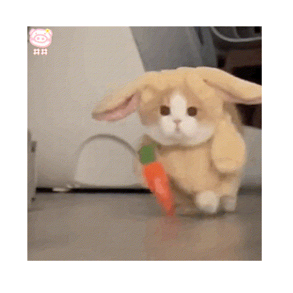 兔叽🐰