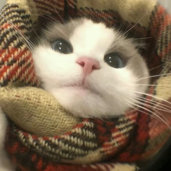 椿