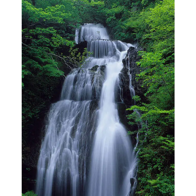 芬香撒满天