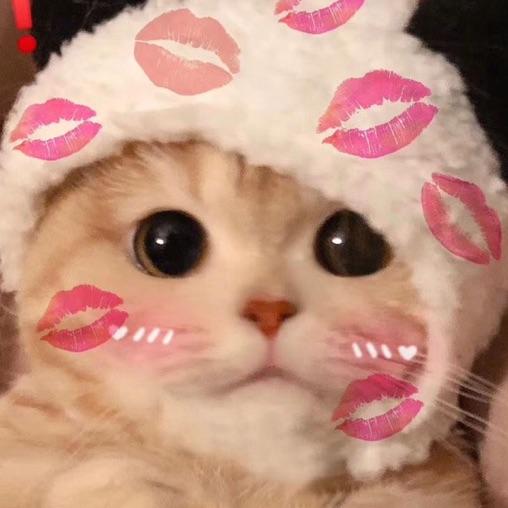 方圆圆🐯