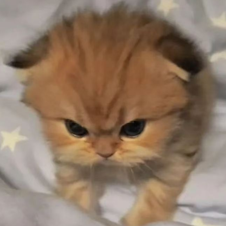迷月