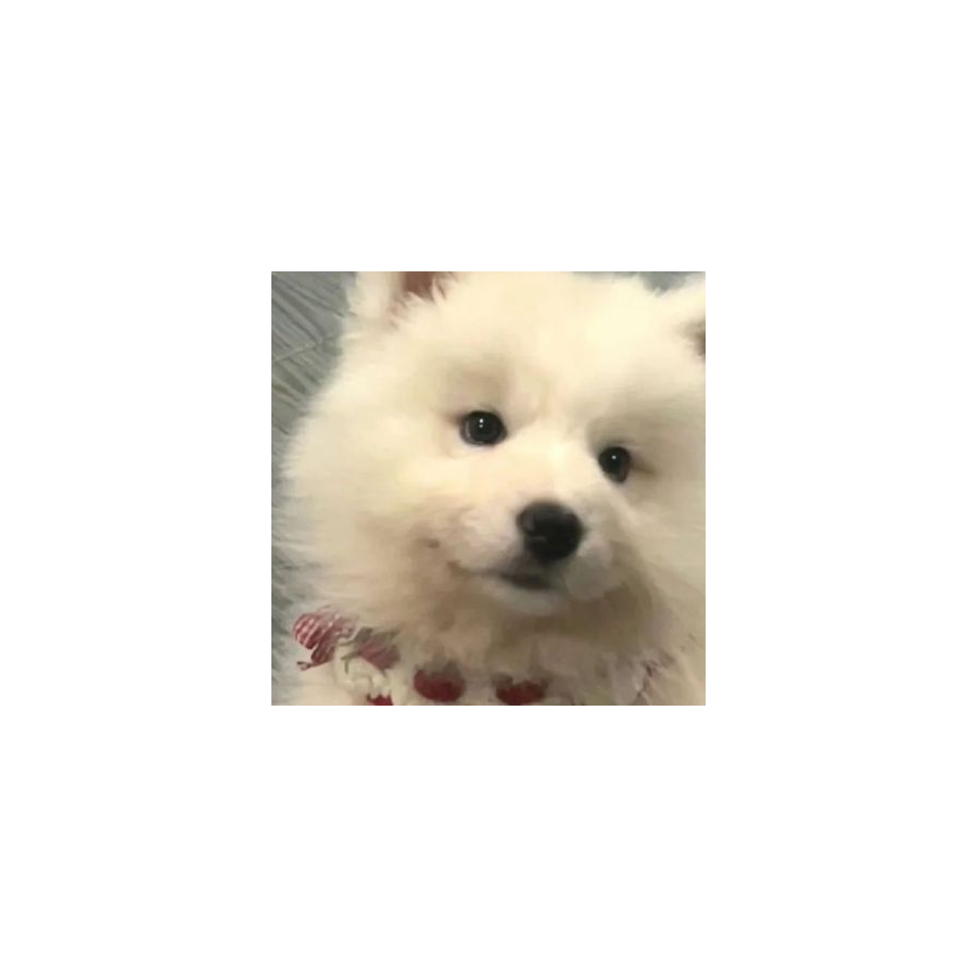 喜欢紫色
