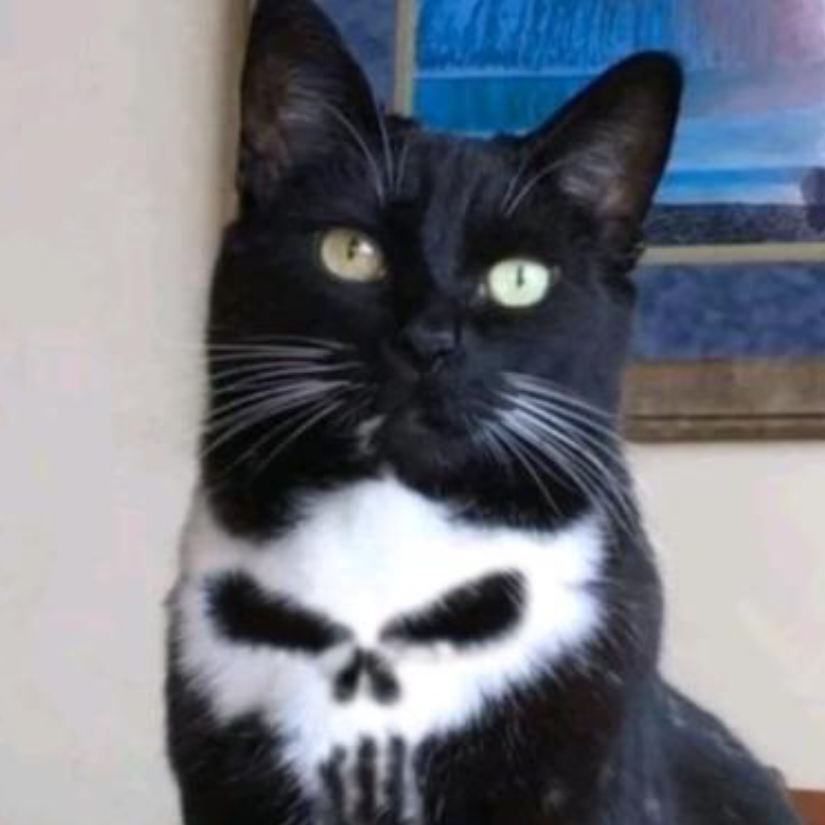 超级猫咪