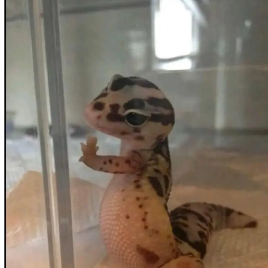 嗣箹