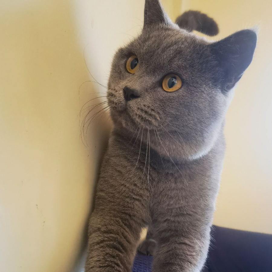Yxiu