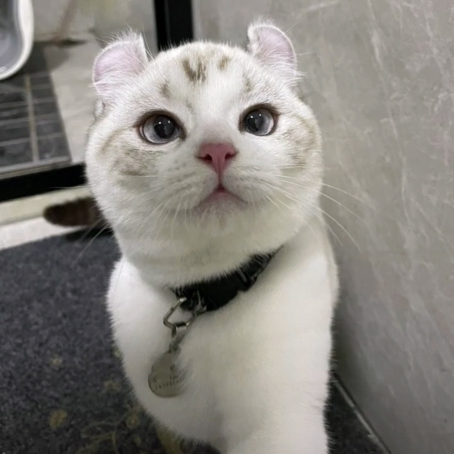 眸子