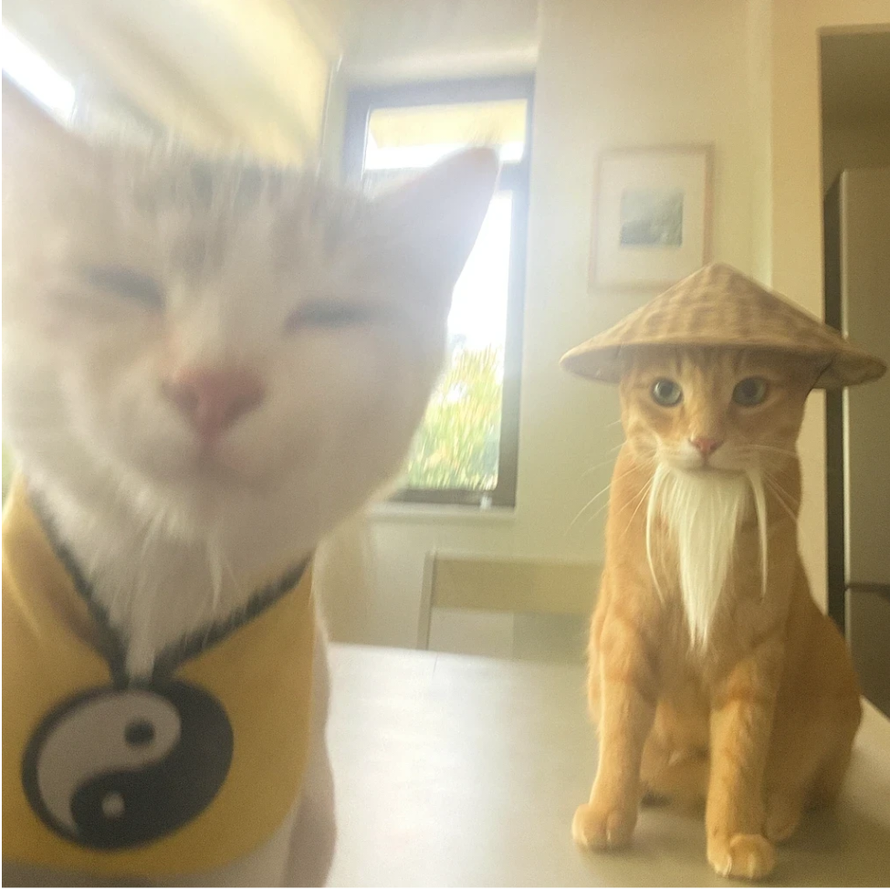 大风吹倒梧桐树