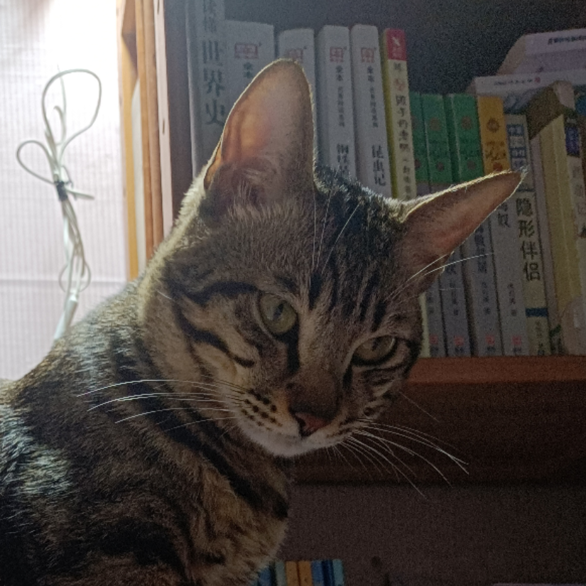 猫猫就是世界珍宝
