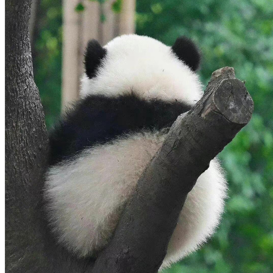 nay