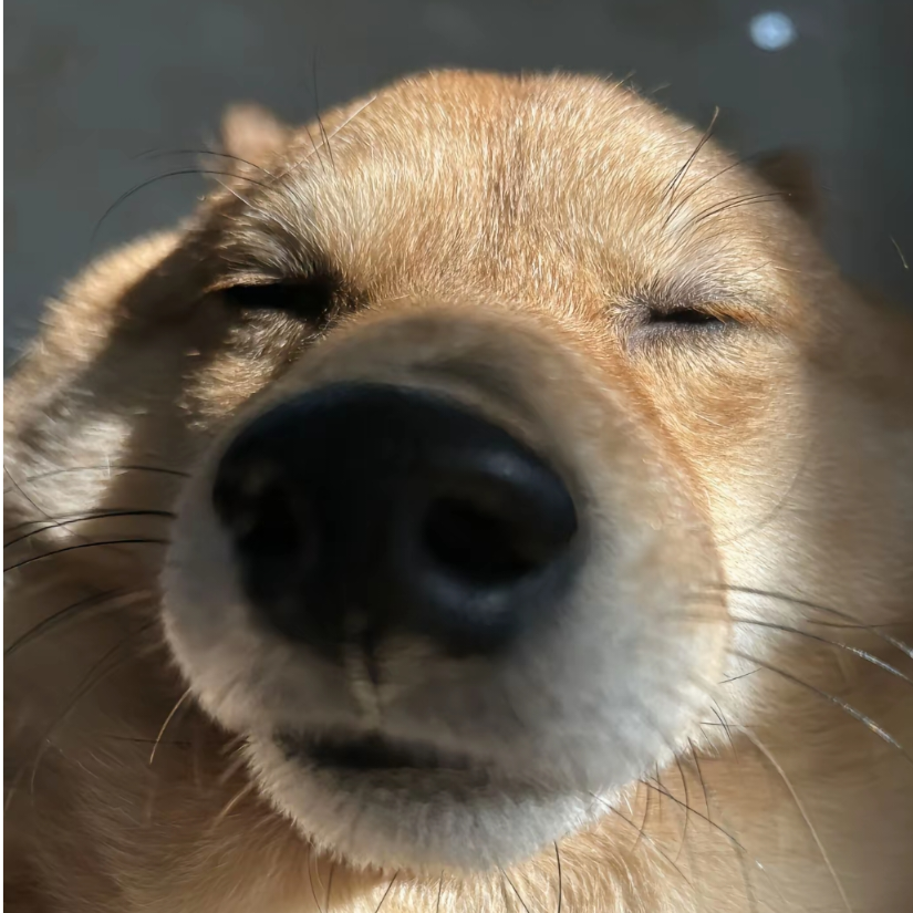 鲛佩之神