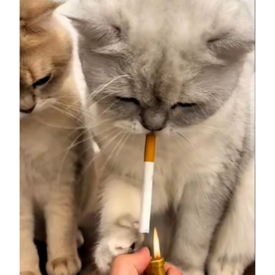 我是网猴明猩